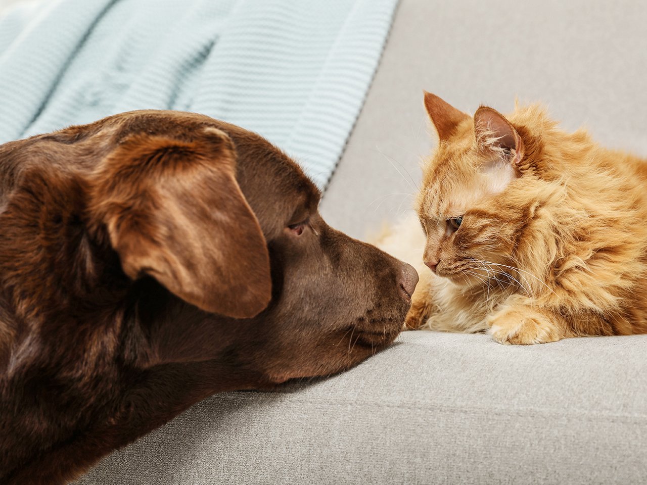 Hund schaut eine auf dem Sofa liegende Katze an