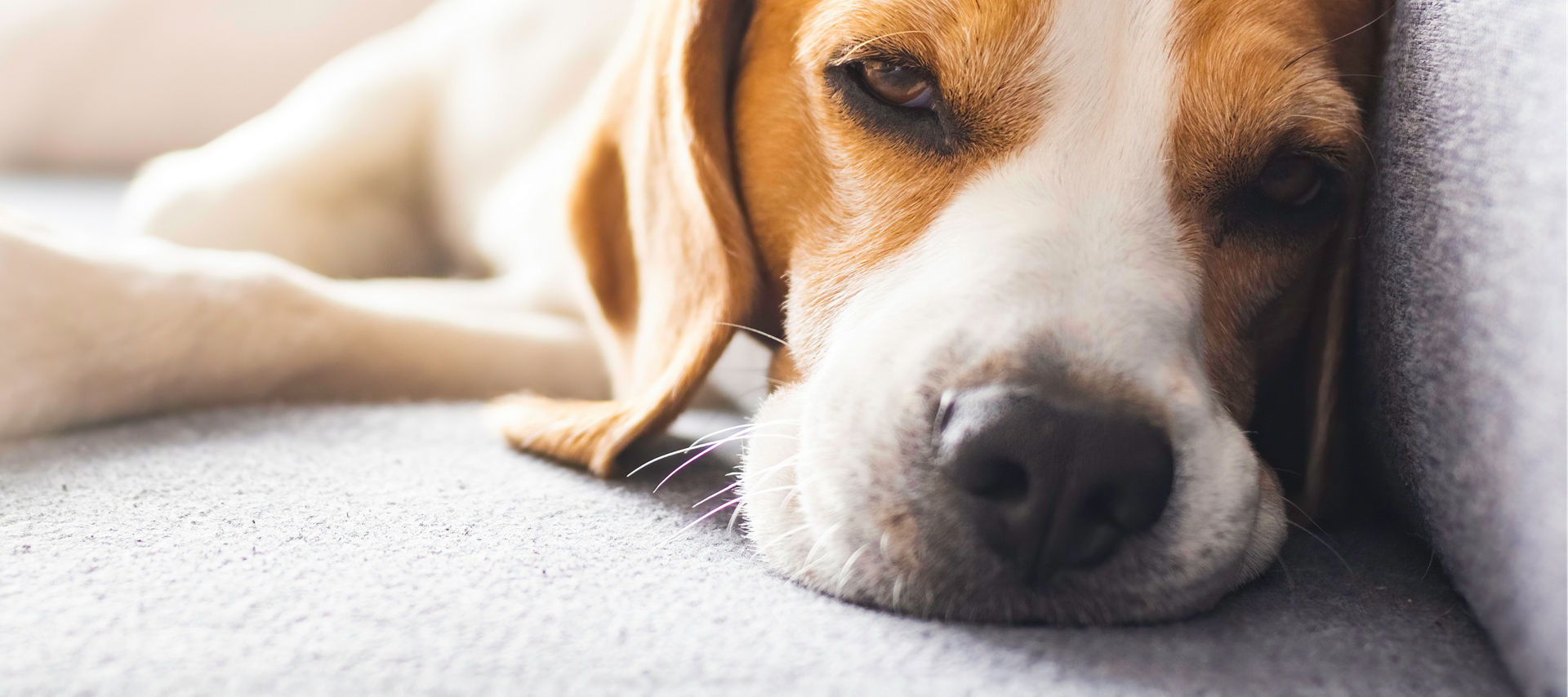 Hund liegt auf einem Sofa