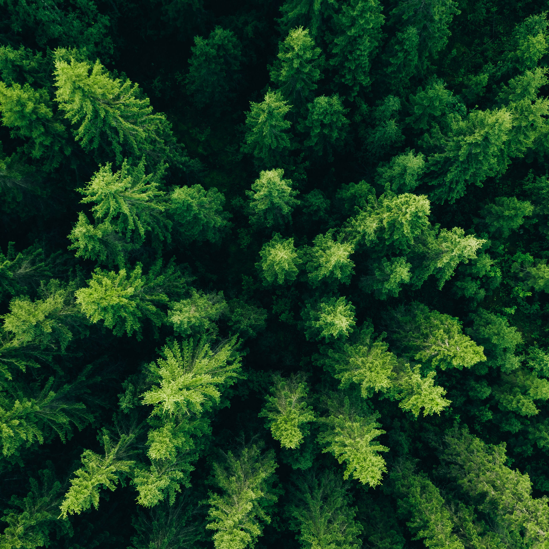 Wald aus der Vogelperspektive