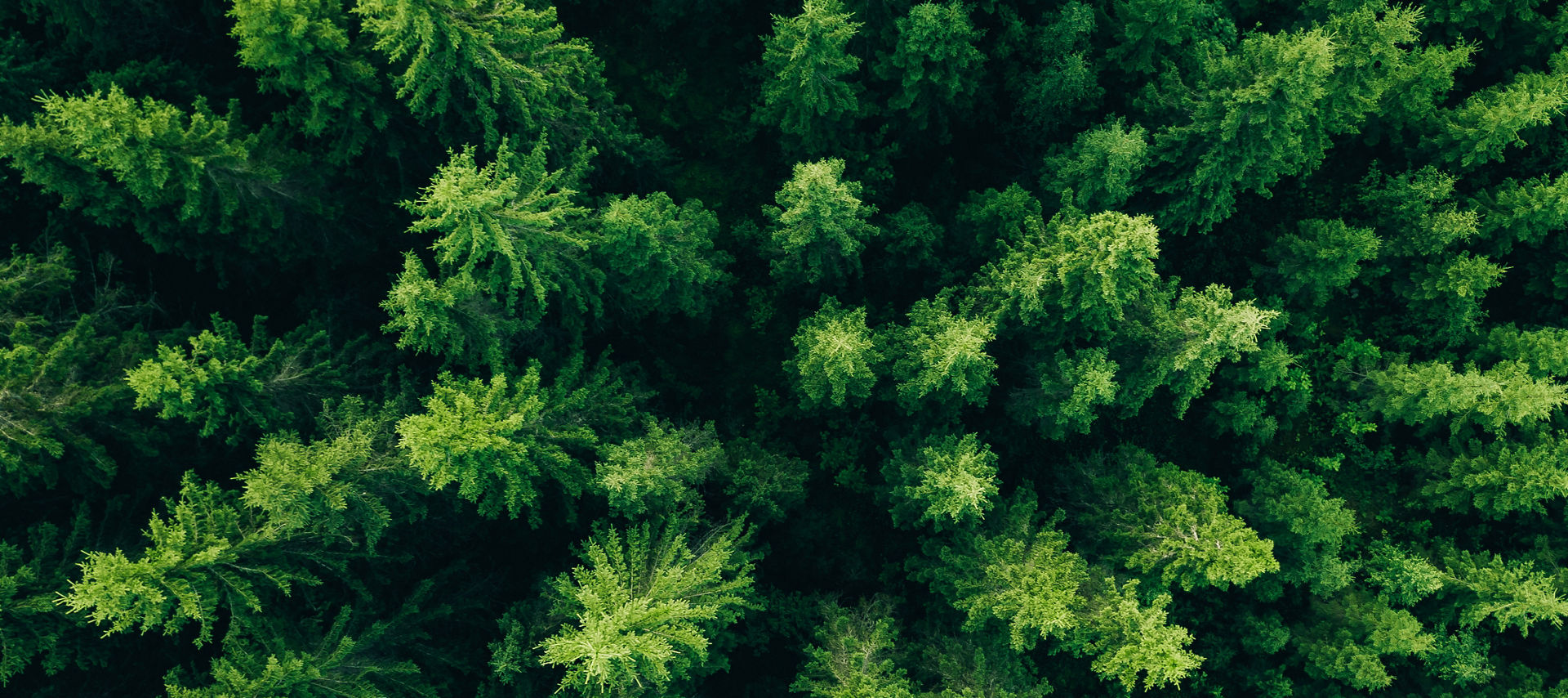 Wald aus der Vogelperspektive