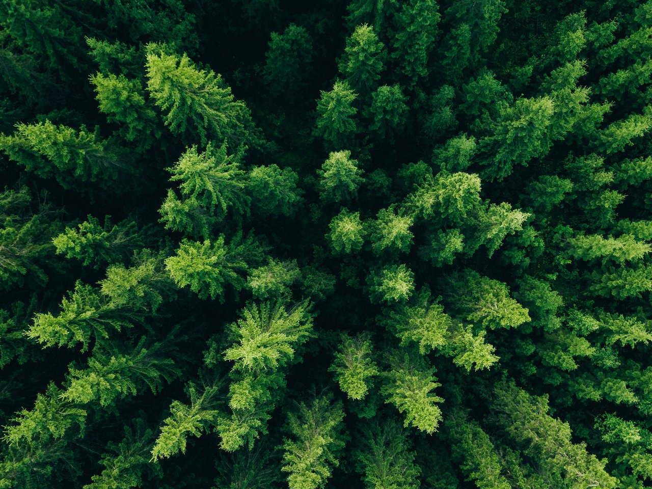 Wald aus der Vogelperspektive