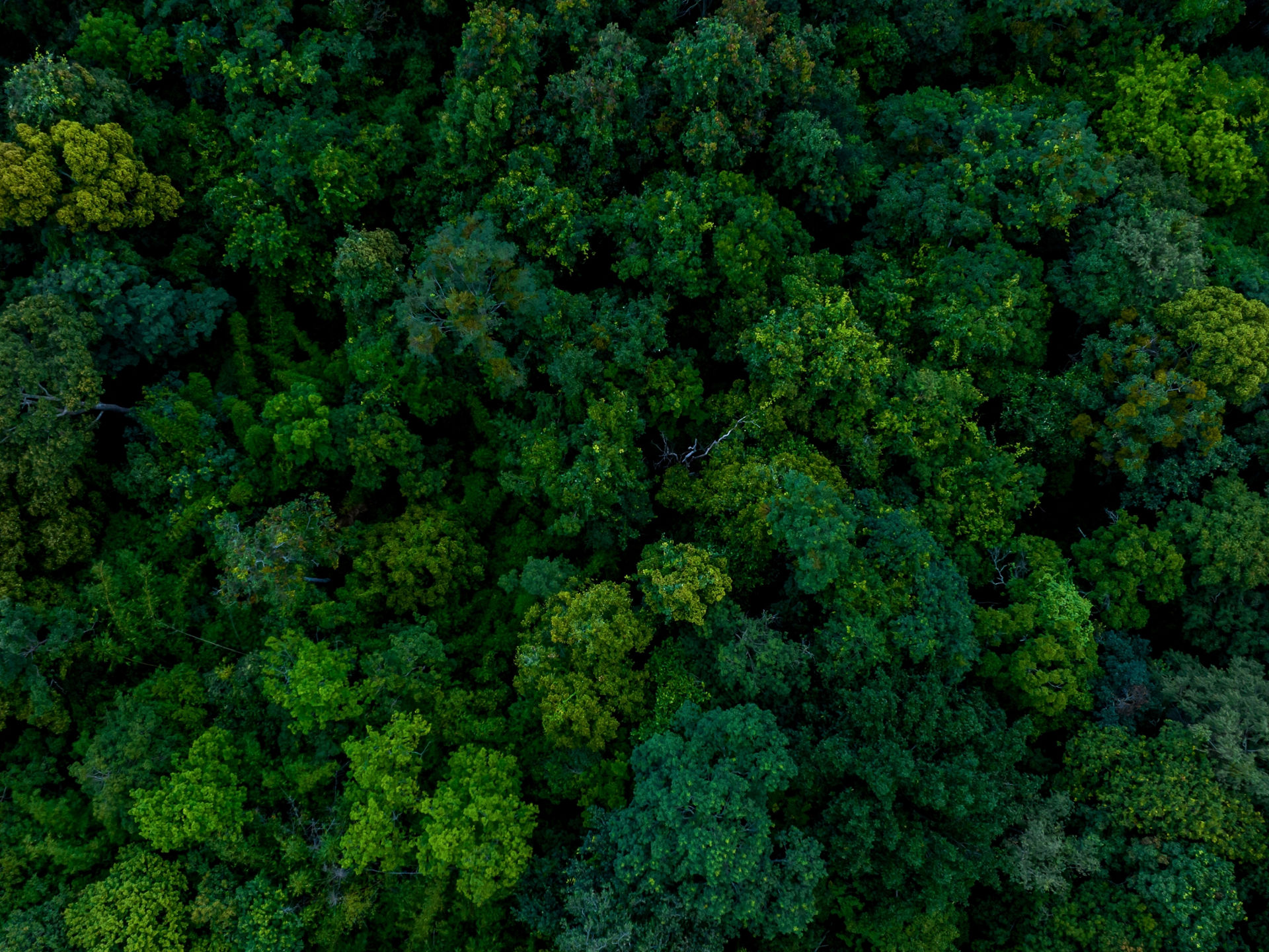 Wald aus der Vogelperspektive