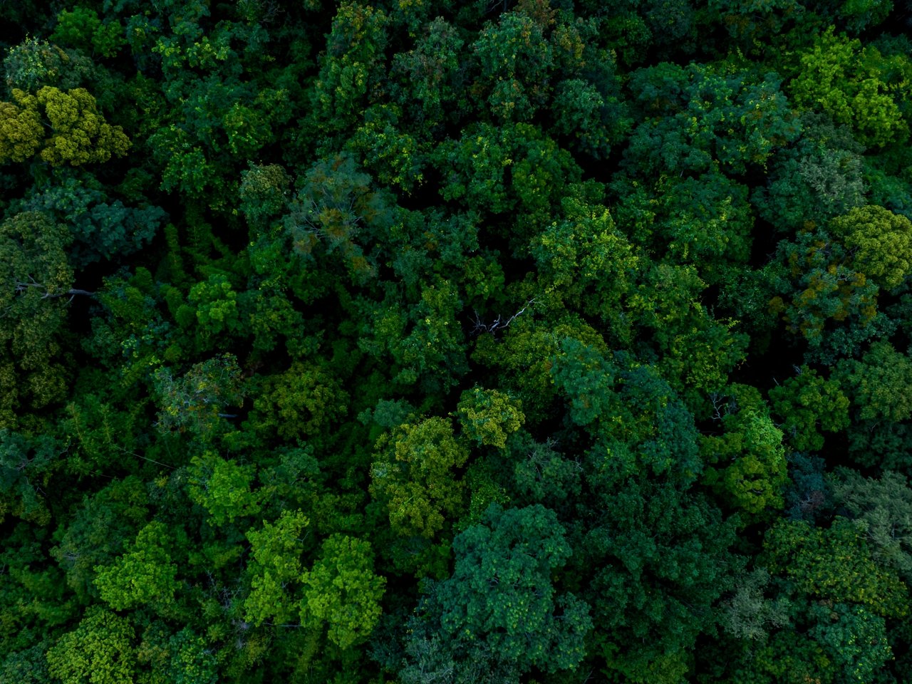 Wald aus der Vogelperspektive