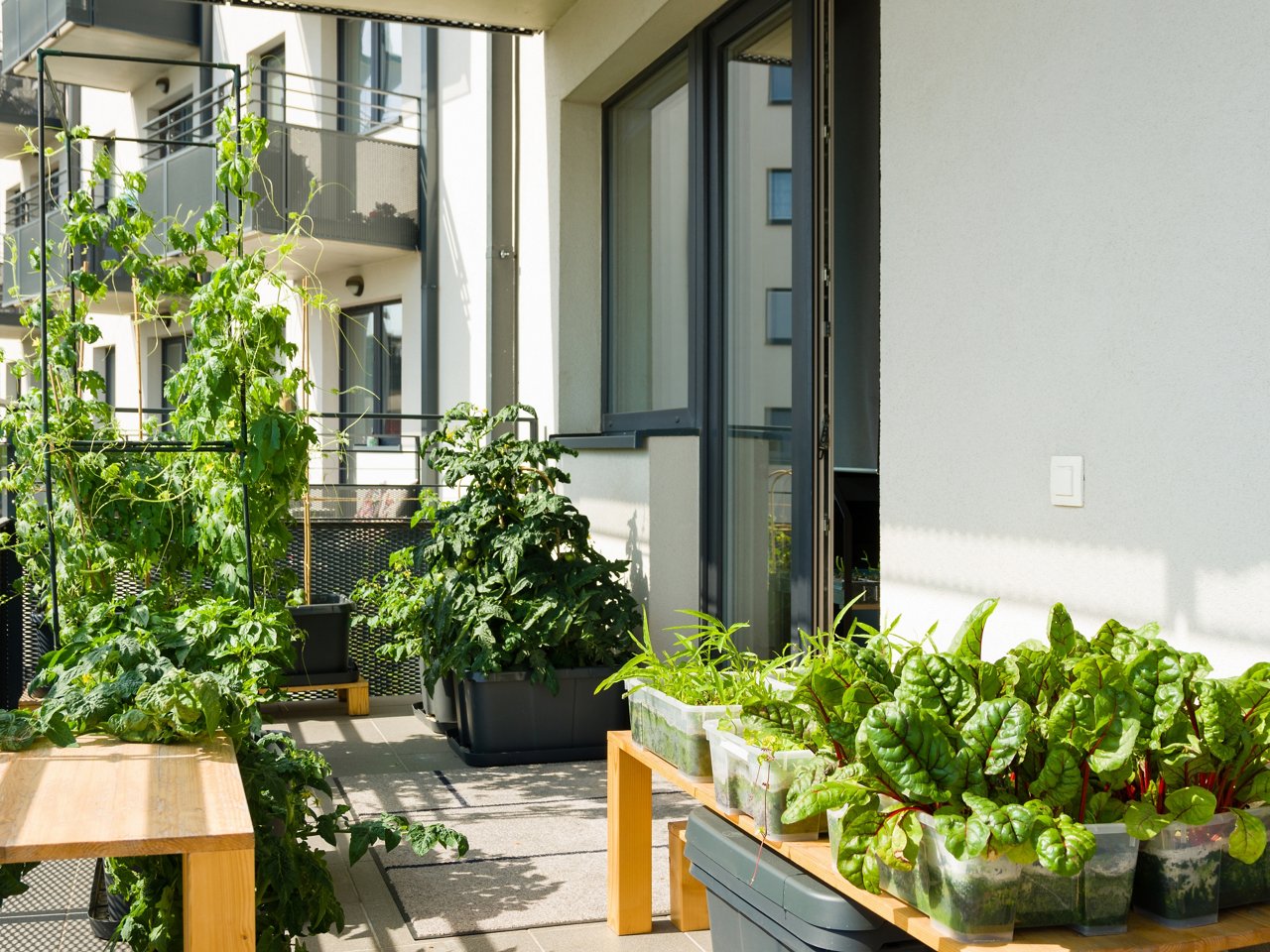 Diverse große und kleine Pflanzen auf einem Balkon