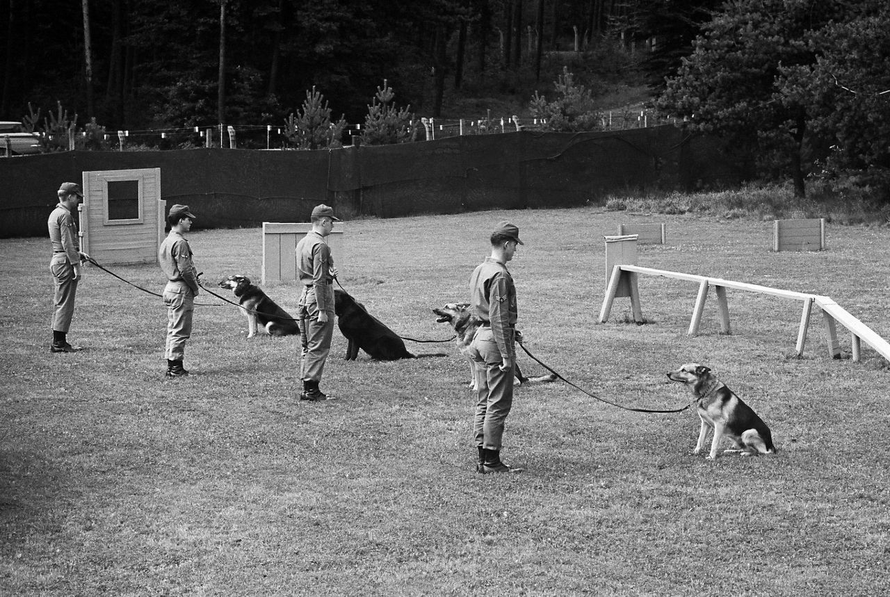A group of soldiers prepares to train their service dogs by running them through an obstacle course in August 1965.