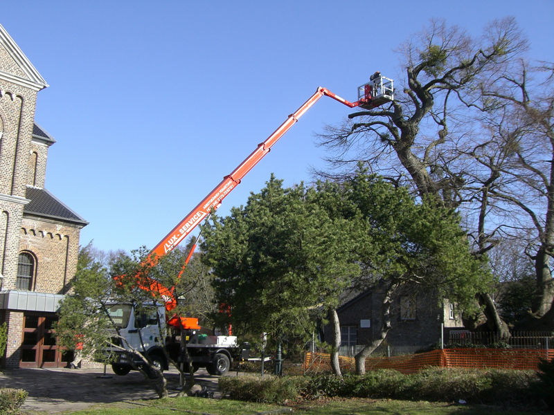 Baumpflege am Naturdenkmal Forster Linde
