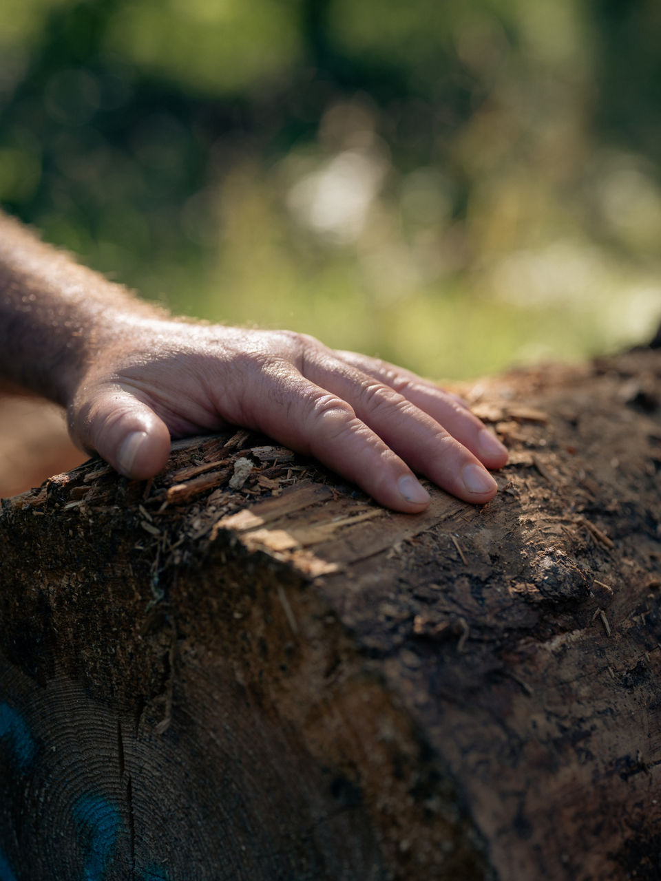 Eine menschliche Hand, die einen Holzstamm berührt