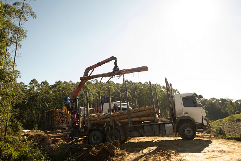 Hidrogrúas para el segmento forestal: Conozca nuestros modelos 