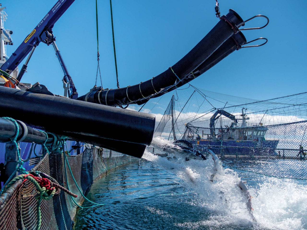 Fish farming vessels