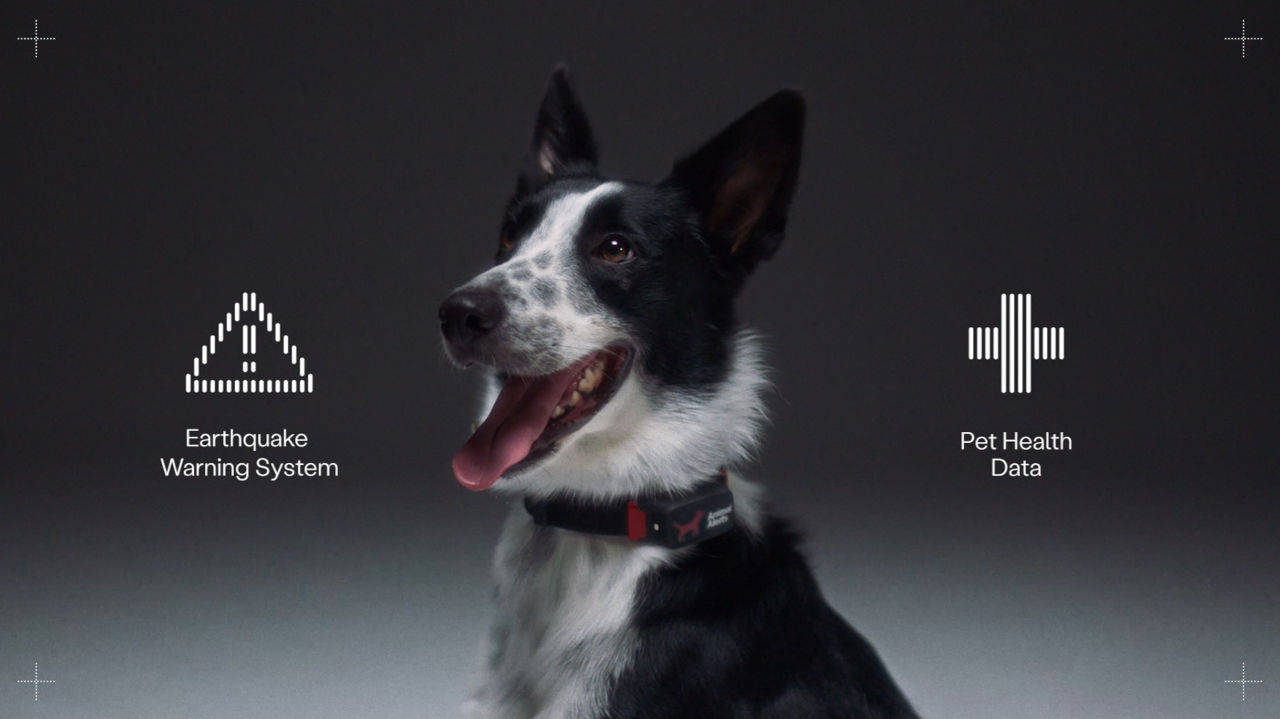 A dog wearing Petpace's 'Animal Alert' collar - which monitors the pet's health in real time and can predict earthquakes