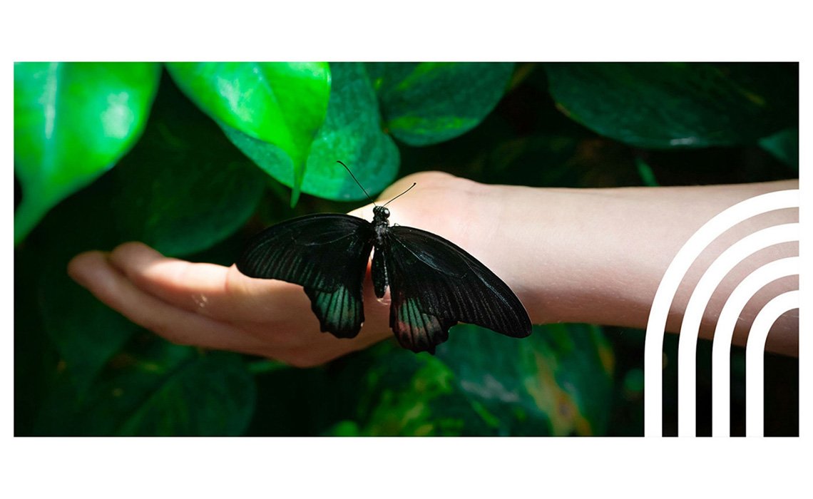 Mediaplus Green Consumer Header Butterfly Hand