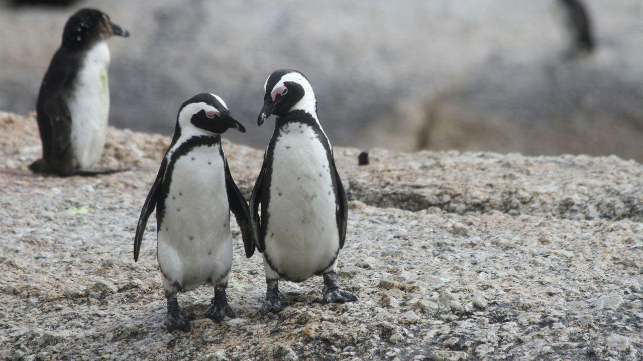 two penguins walking closely together