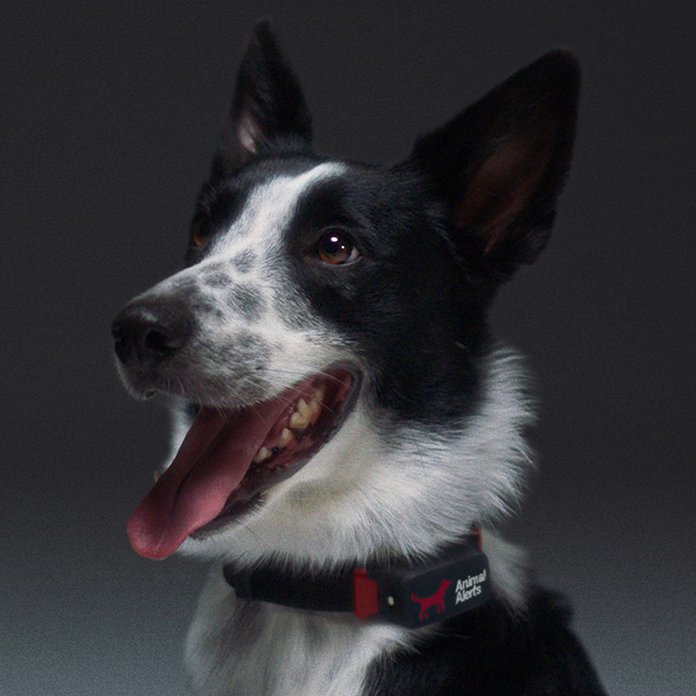 A dog wearing Petpace's 'Animal Alert' collar - which monitors the pet's health in real time and can predict earthquakes