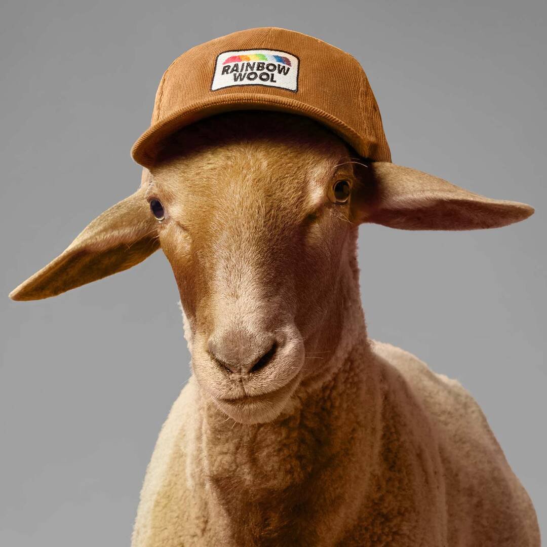 Rainbow Wool Kampagne - Schaf