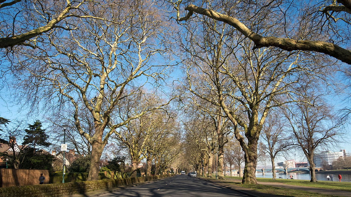 Trees overhanging either side of a road