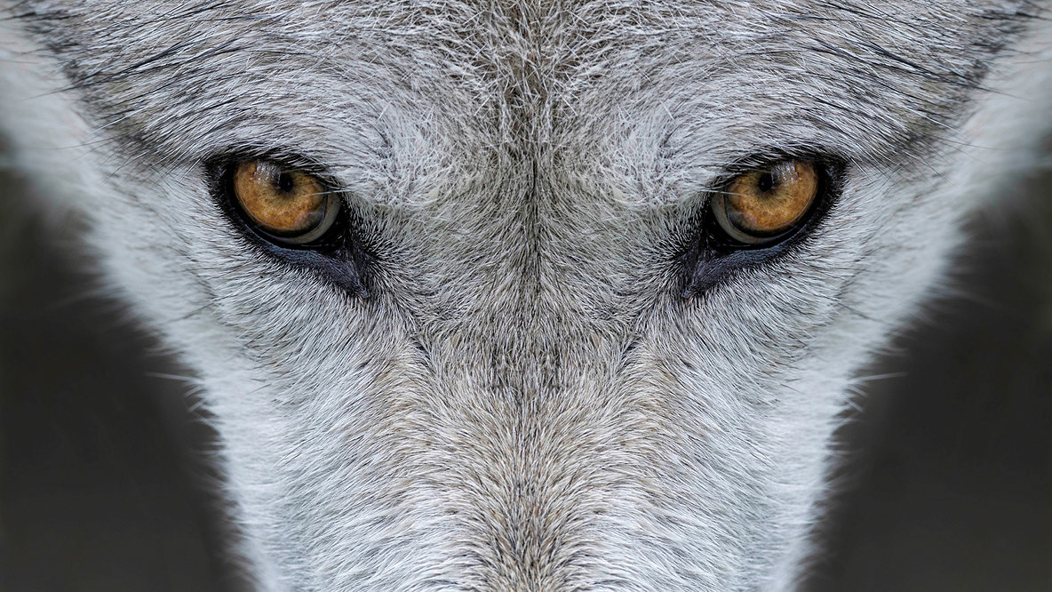 How wolves came back to Yellowstone Park