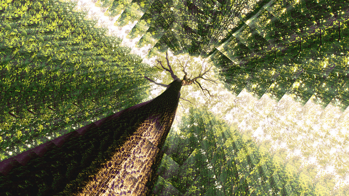 What’s in a tree: how effective is carbon offsetting?