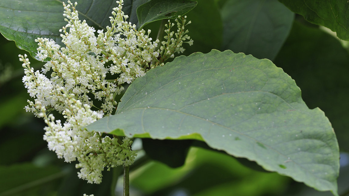 close up of japanese knotweed leaf and flower