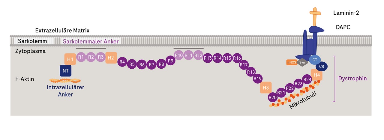 Schematischer Längsschnitt einer Muskelzellmembran zeigt Interaktionen von Dystrophin mit Membran(-Proteinen) und Zytoskelett.