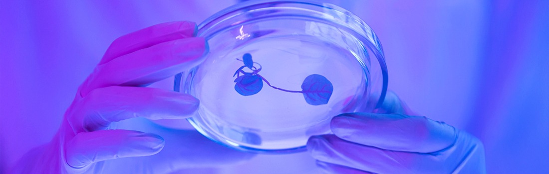 nanotecnología y microbots para curar enfermedades