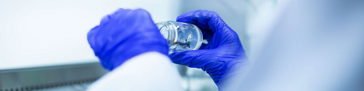Investigación del papel de las células madre en cáncer de pulmón microcítico