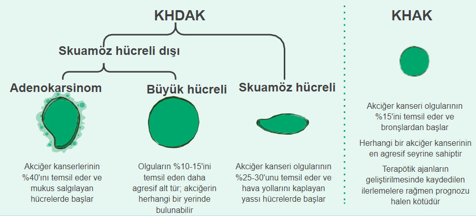 akciger-kanseri-cesitleri_image