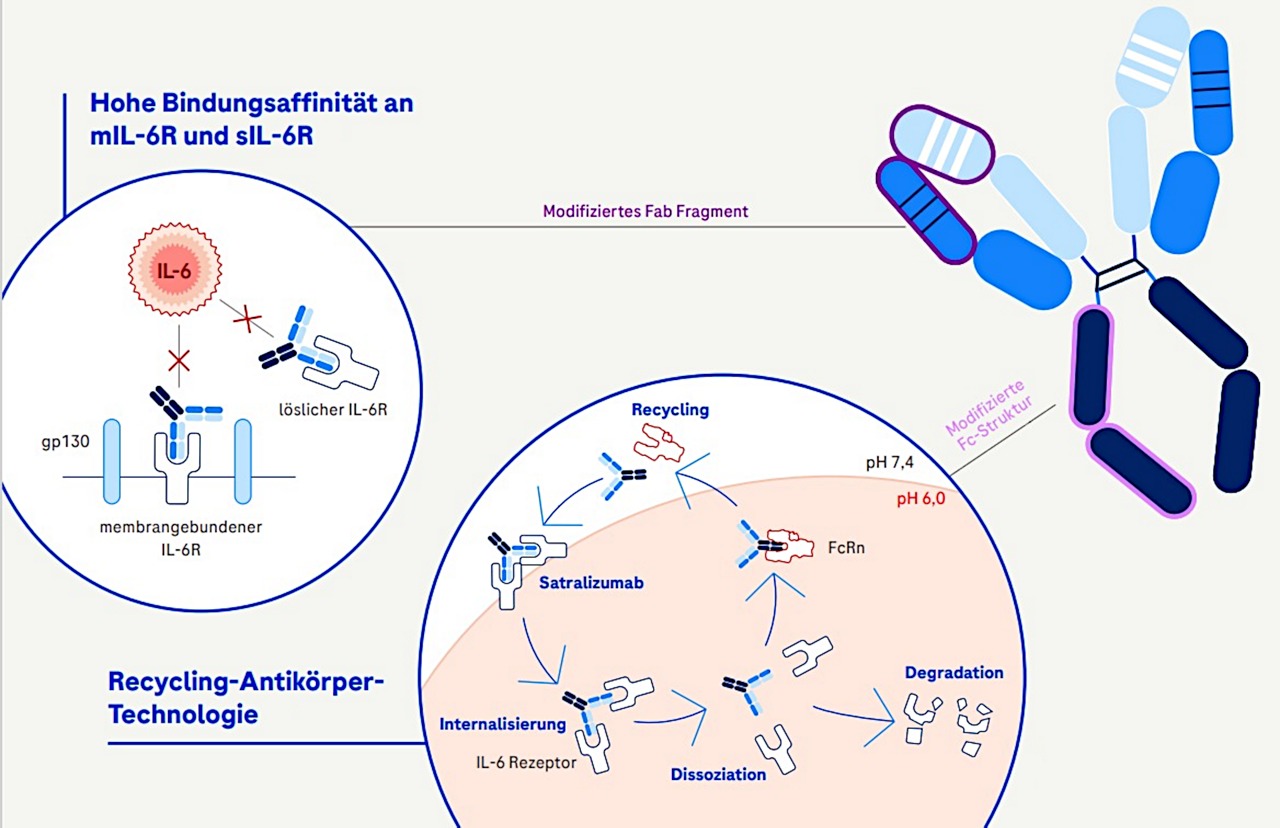 IL-6-R-Blockade mit dem Recycling-Ak Satralizumab