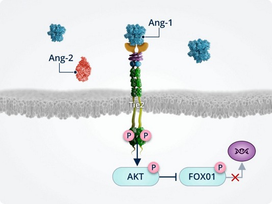 Angiopoetinele-si-instabilitatea-vasculara11.jpg