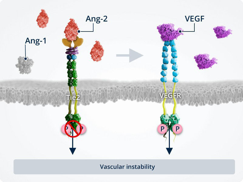 Angiopoetinele-si-instabilitatea-vasculara10.jpg