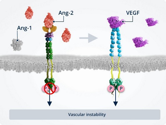 Angiopoetinele-si-instabilitatea-vasculara10.jpg