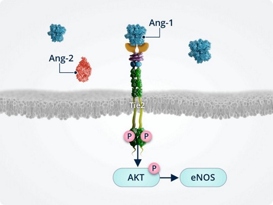 Integritatea_celulelor_endoteliale