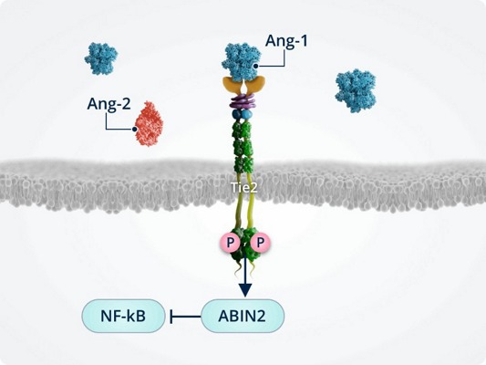 Angiopoetinele-si-instabilitatea-vasculara5.jpg