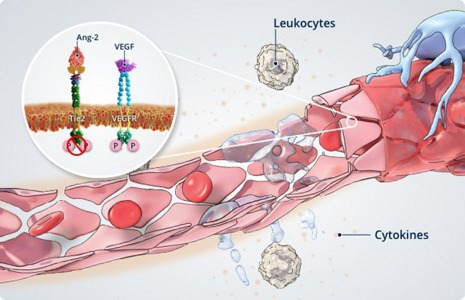 Angiopoetinele-si-instabilitatea-vasculara2.jpg