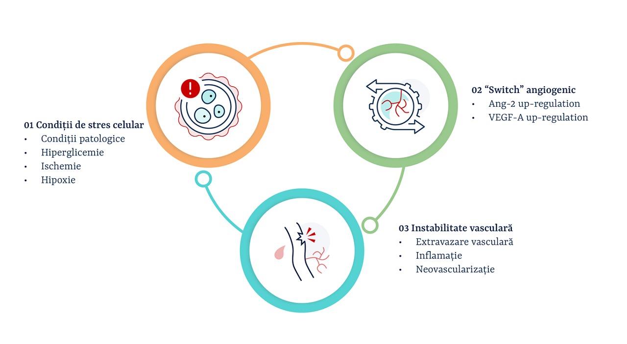 Angiopoetinele-si-instabilitatea-vasculara1.jpg