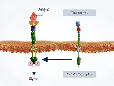 Angiopoetinele-si-instabilitatea-vasculara15.jpg