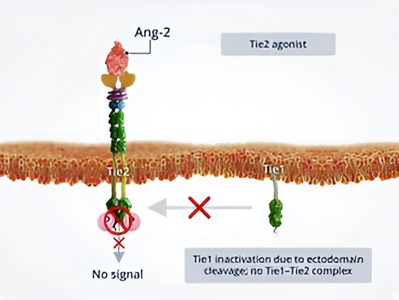 Angiopoetinele-si-instabilitatea-vasculara15.jpg