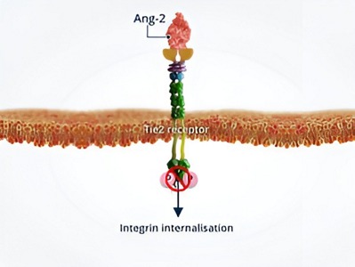 Angiopoetinele-si-instabilitatea-vasculara15.jpg