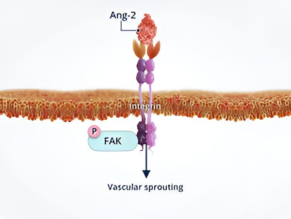 Angiopoetinele-si-instabilitatea-vasculara14.jpg