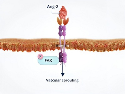Angiopoetinele-si-instabilitatea-vasculara14.jpg