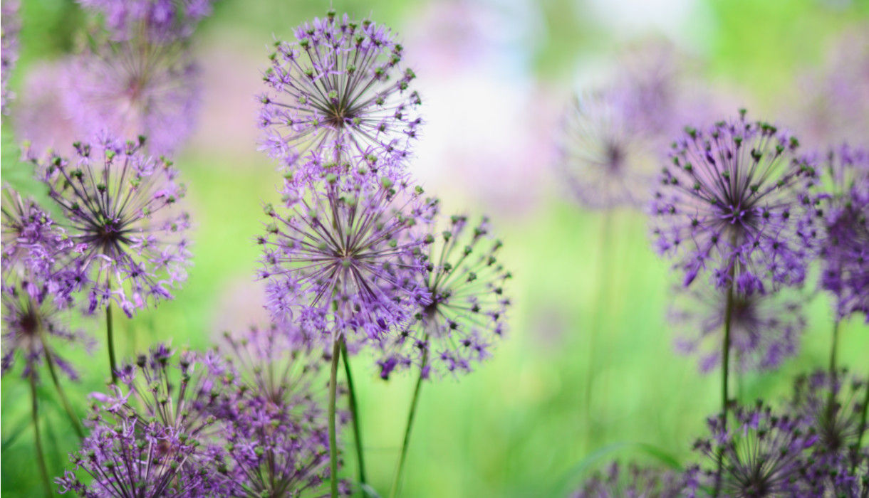 Essentials B-Zell-Forum Juni 2025