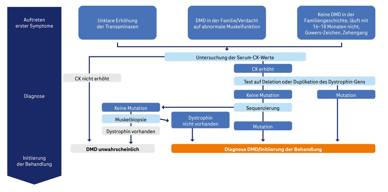 Schema des Diagnosewegs für Duchenne-Muskeldystrophie.