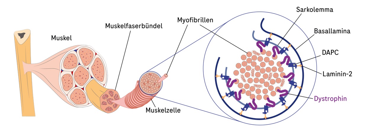 Schematischer Aufbau eines Muskels mit Fokus auf den Querschnitt einer Muskelzelle, der die Lokalisation von Dystrophin zeigt.