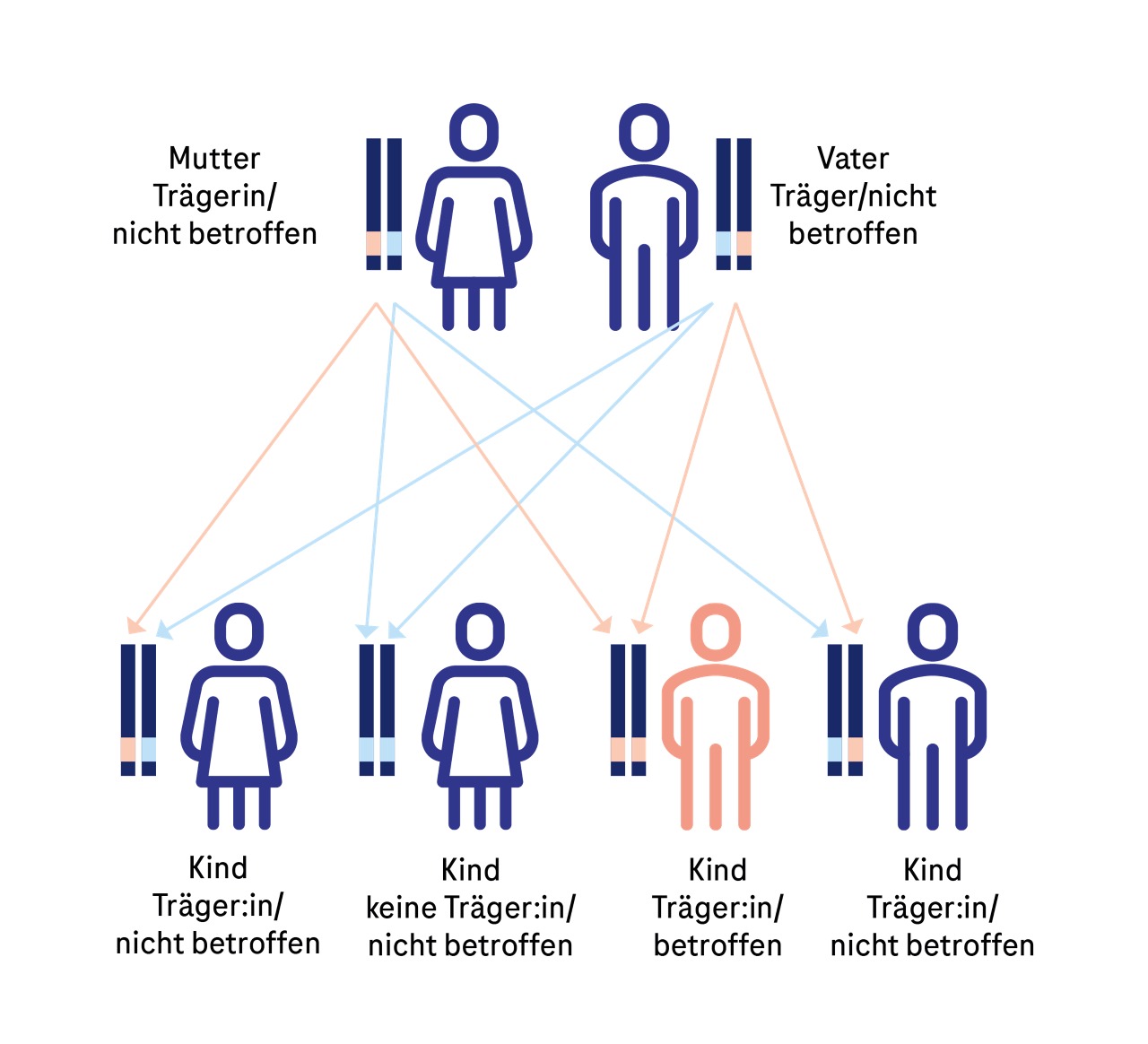 Schematische Darstellung des X-chromosomal-rezessiven Erbgangs bei Duchenne-Muskeldystrophie.
