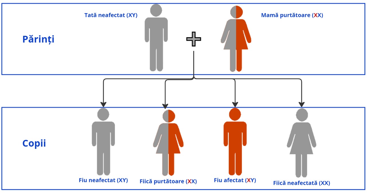 Despre-hemofilie-11