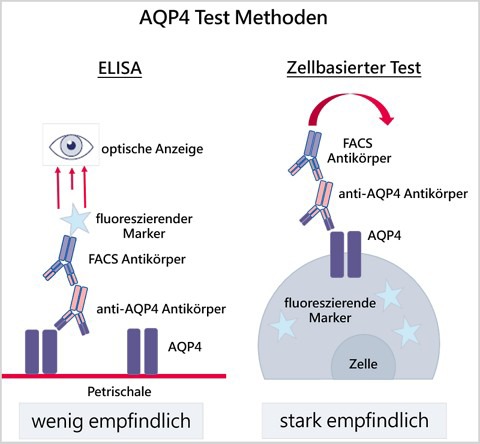 Testung auf AQP4-Ak