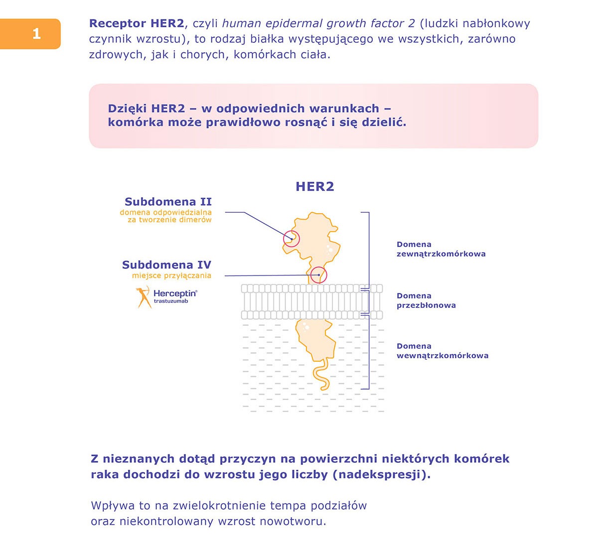 Herceptin infografikaai