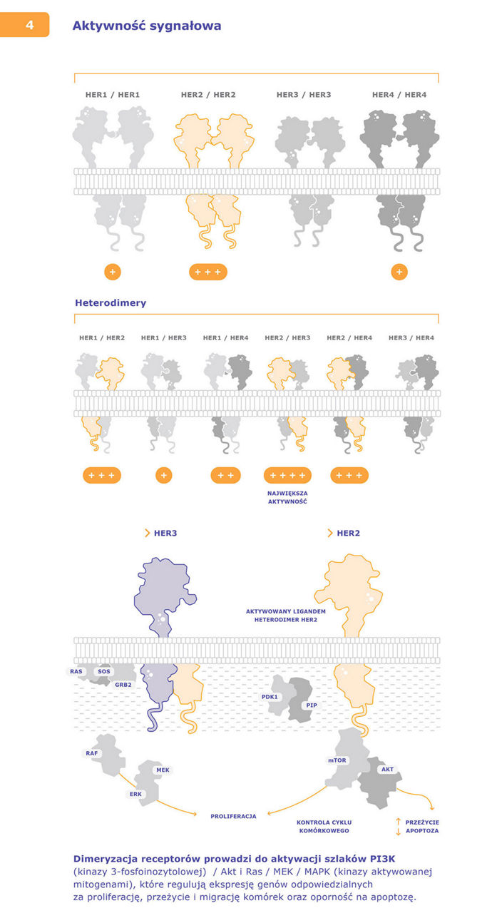 Herceptin infografikaai