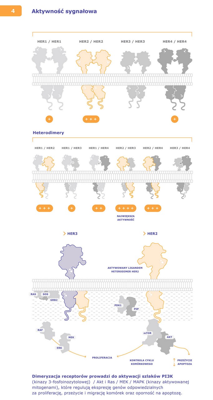 Herceptin infografikaai