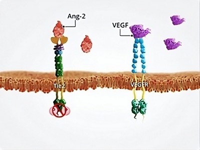 Angiopoetinele-si-instabilitatea-vasculara.jpg