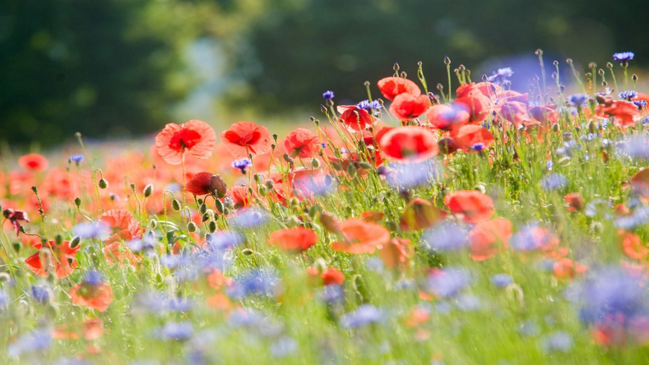 Mohnblumen-Motiv für das B-Zell-Forum Juni